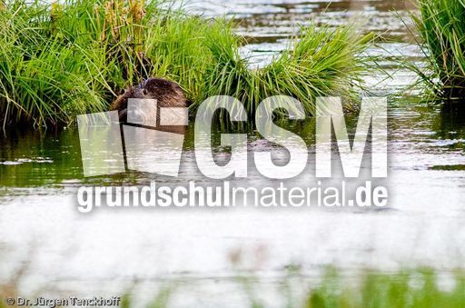 Nutria (24 von 25).jpg